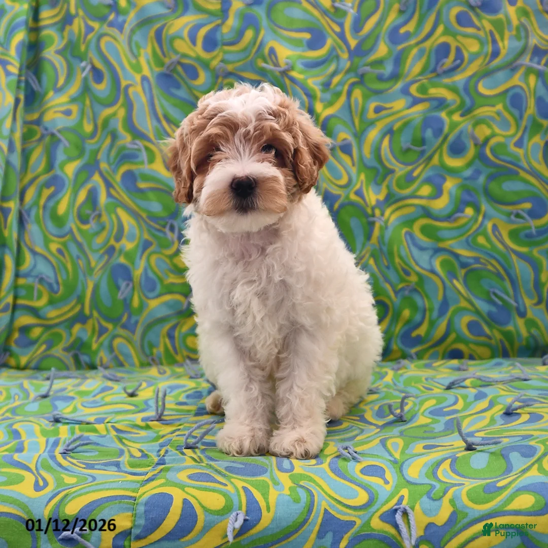 Goldendoodle dogs for sale: Maggie - Ad 5