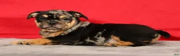 Beabull dogs for sale: Cody - Ad 3