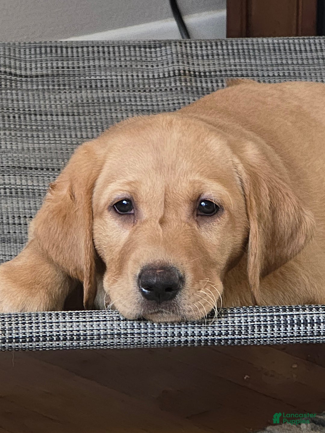 Labrador Retriever dogs for sale: Labrador Retriever Puppy 1 - Ad 19