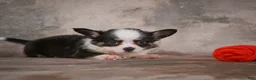 Chihuahua dogs for sale: Elvis - Ad 9