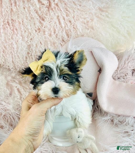 Doll face Yorkshire Terrier Puppies for sale Lancaster Puppies