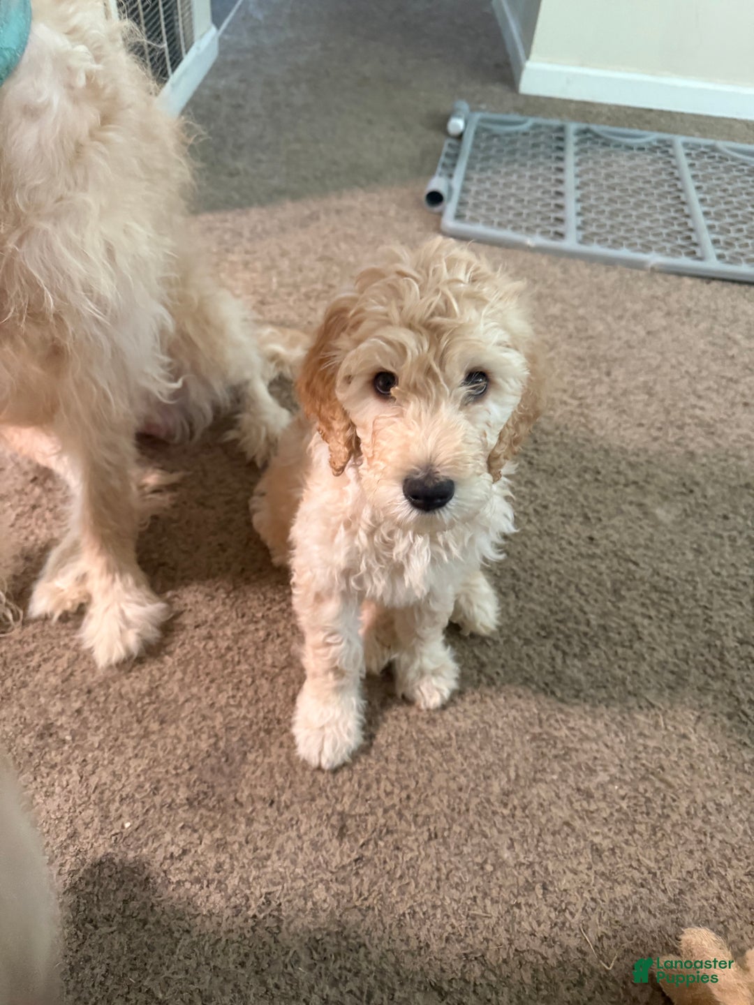 Goldendoodle dogs for sale: Goldendoodle Puppy 1 - Ad 6