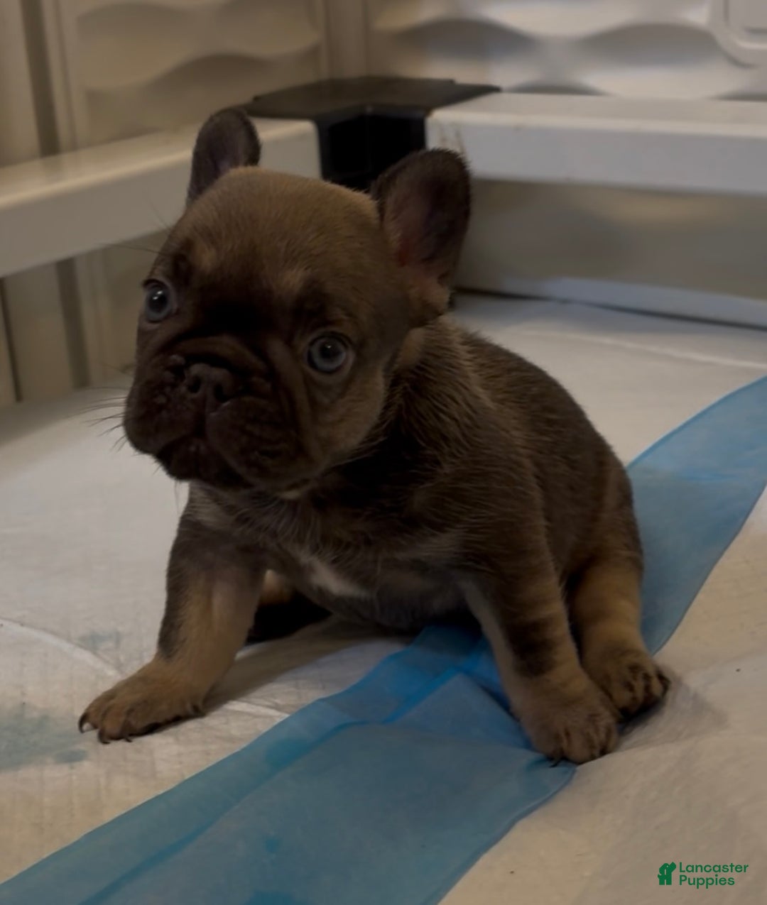 French Bulldog dogs for sale: Dobby - Ad 10