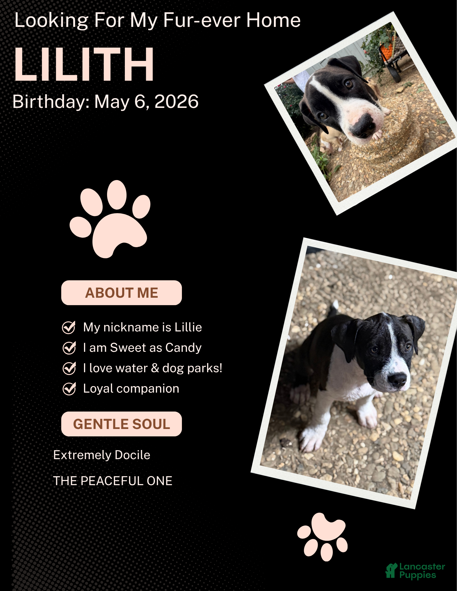 American Bully dogs Lillie - Ad 25