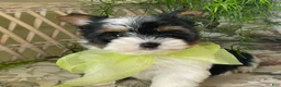 Biewer Terrier dogs for sale: Waldo - Ad 4
