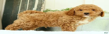 Vinny