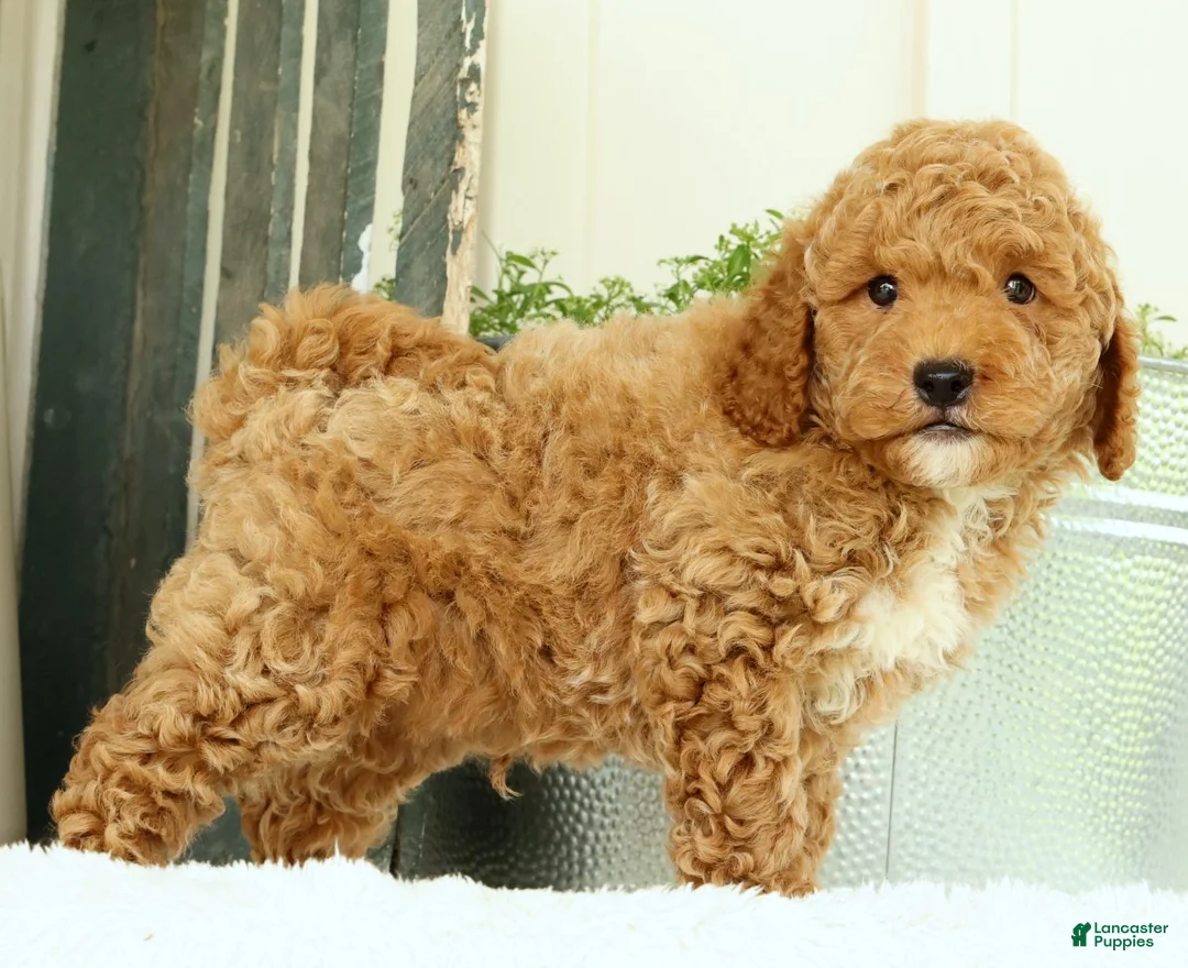 Mini Goldendoodle dogs for sale: Vinny - Ad 1