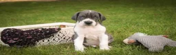 Great Dane dogs for sale: Celestia Great Dane  - Ad 4