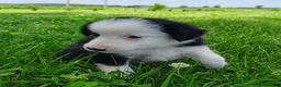 Border Collie dogs for sale: Skipper  - Ad 11
