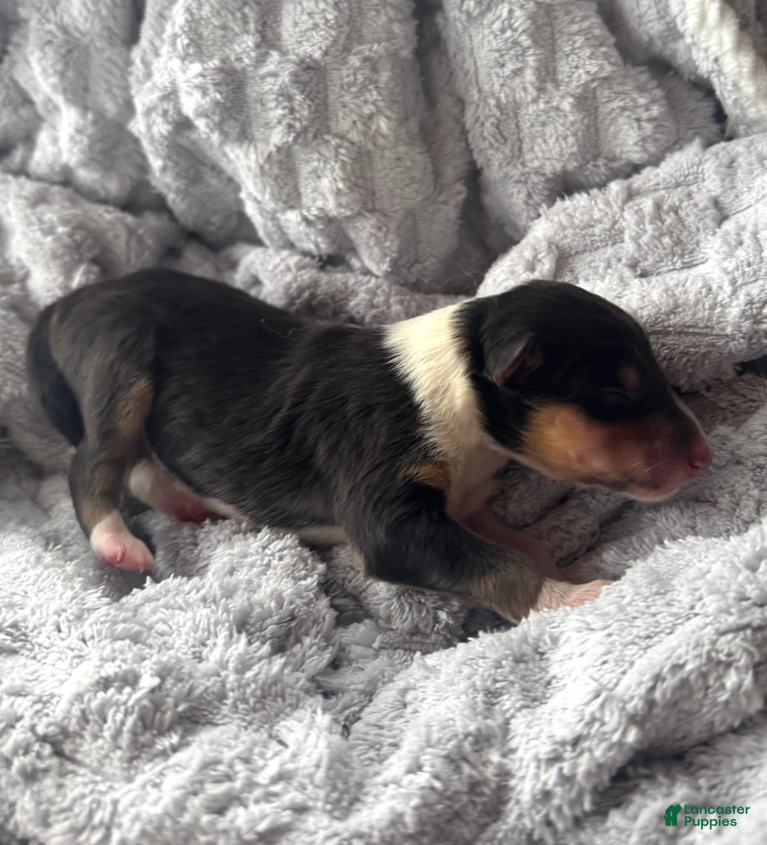 Collie dogs for sale: Dream - Ad 3
