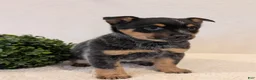 Australian Cattle Dog dogs for sale: Bella  - Ad 2