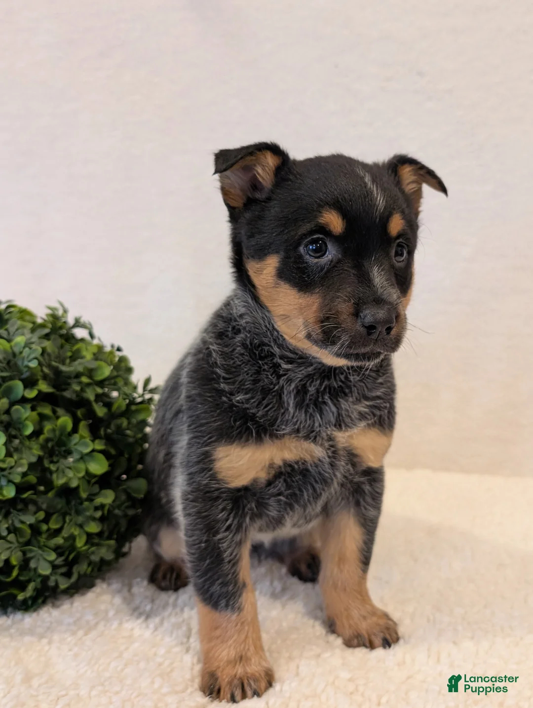 Australian Cattle Dog dogs for sale: Bella  - Ad 2