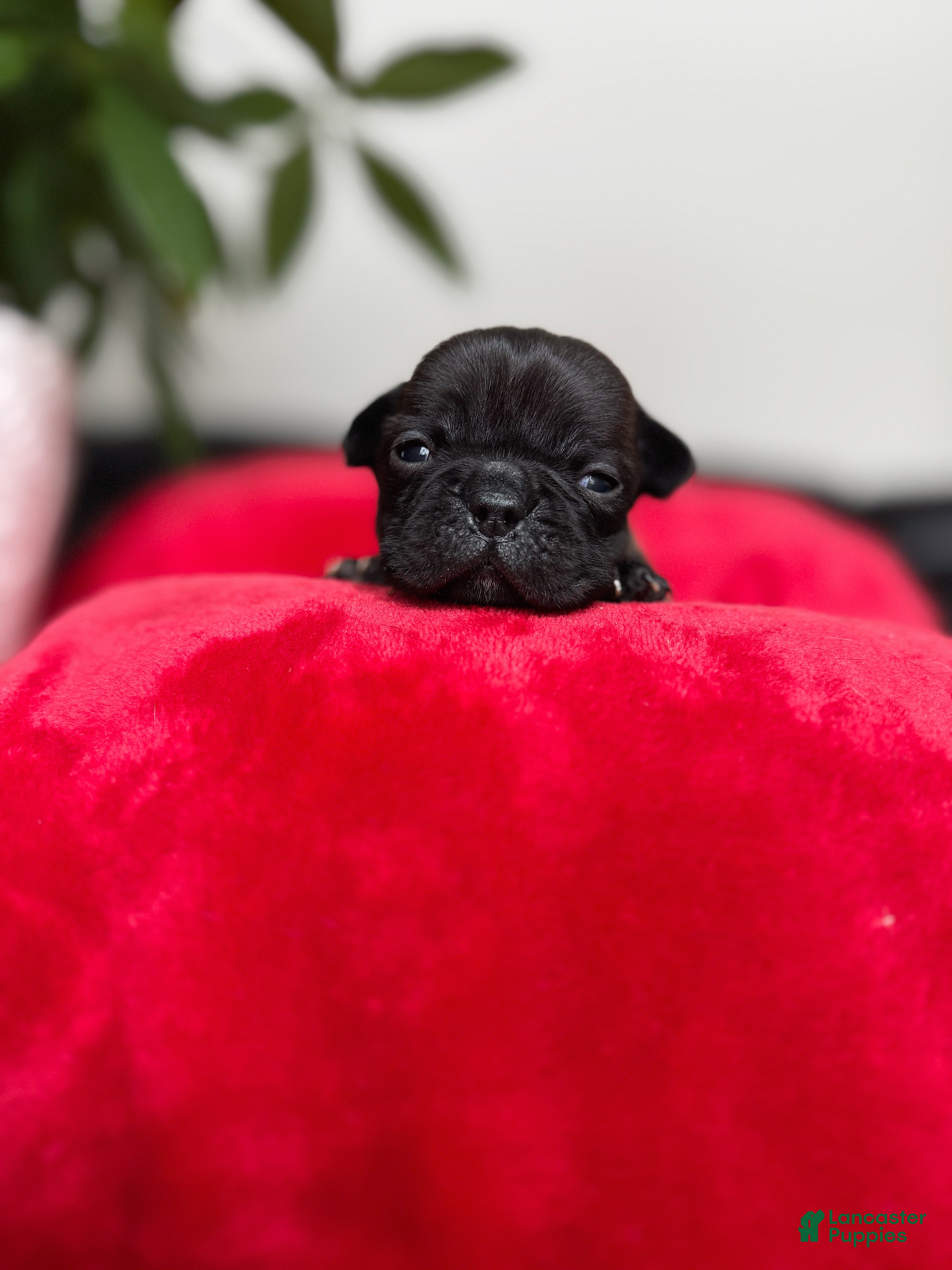 French Bulldog dogs Java - Ad 40