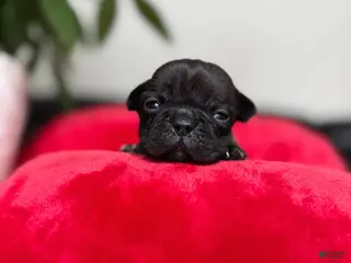 French Bulldog dogs Java - Ad 40