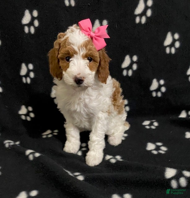 Miniature Poodle dogs Buttons - Ad 13