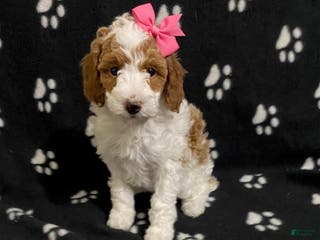 Miniature Poodle dogs Buttons - Ad 13