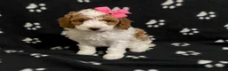 Miniature Poodle dogs for sale: Buttons - Ad 5