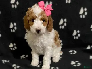 Miniature Poodle dogs Buttons - Ad 30