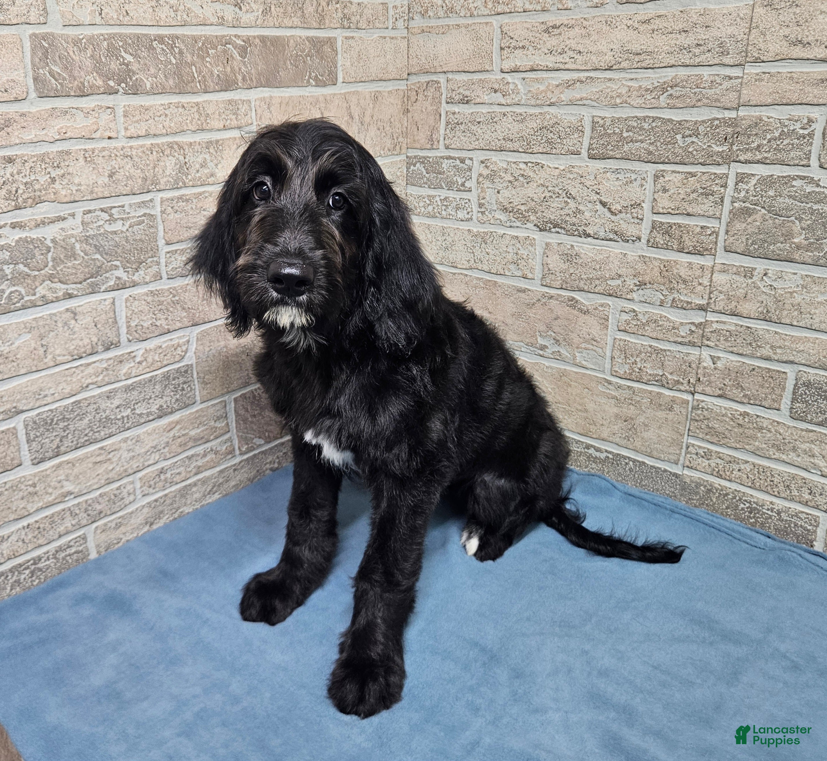 Goldendoodle dogs F1 SnowPea - Ad 36