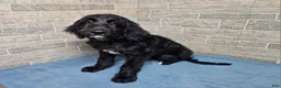 Goldendoodle dogs for sale: F1 SnowPea - Ad 1