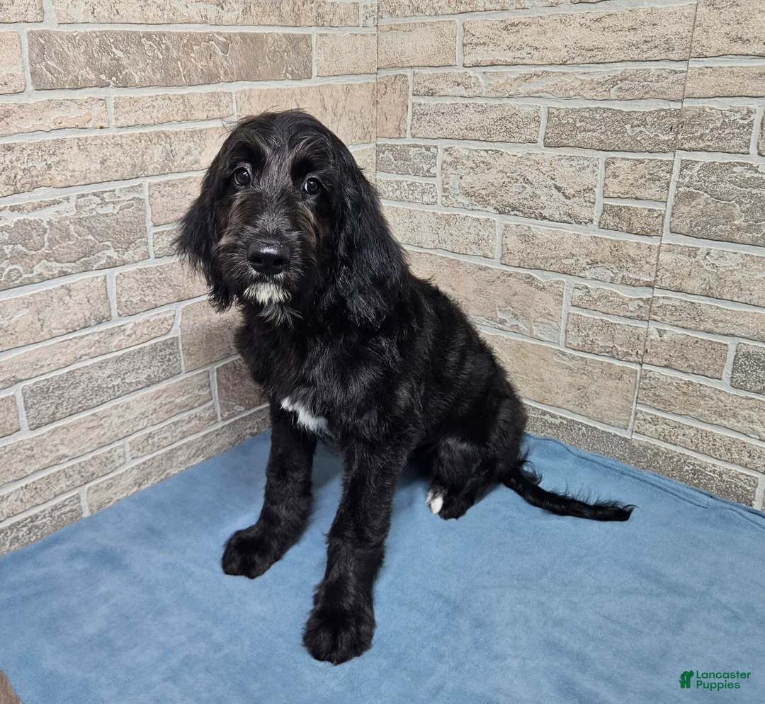 Goldendoodle dogs for sale: F1 SnowPea - Ad 1
