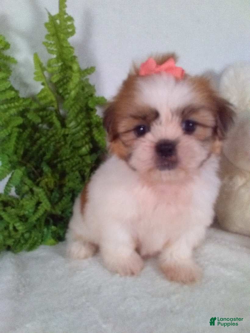 Shih Tzu dogs Pumpkin  - Ad 2
