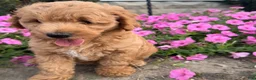 Mini Goldendoodle dogs for sale: Lexi Mini Goldendoodle  - Ad 5