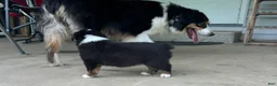 Miniature Australian Shepherd dogs for sale: #8 Black Tri Male - Ad 4