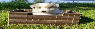 Border Collie Puppy 1 - JAX