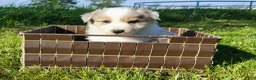 Border Collie dogs for sale: Border Collie Puppy 1 - JAX - Ad 1