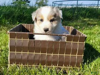 Border Collie dogs for sale: Border Collie Puppy 1 - JAX - Ad 3