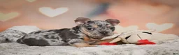 French Bulldog dogs for sale: Abby - Ad 10