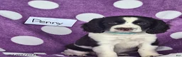 English Springer Spaniel dogs for sale: Penny - Ad 9