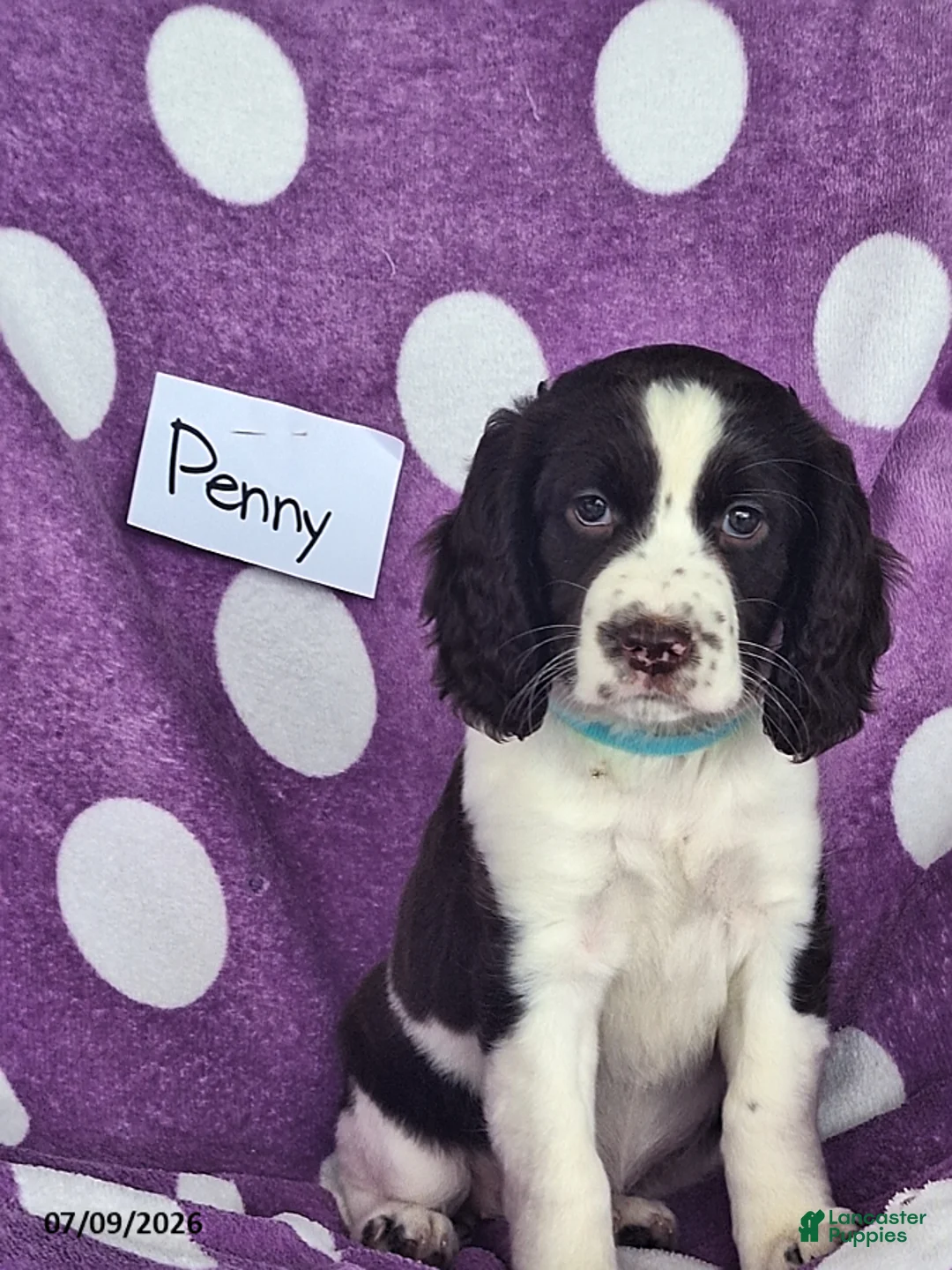 English Springer Spaniel dogs for sale: Penny - Ad 9
