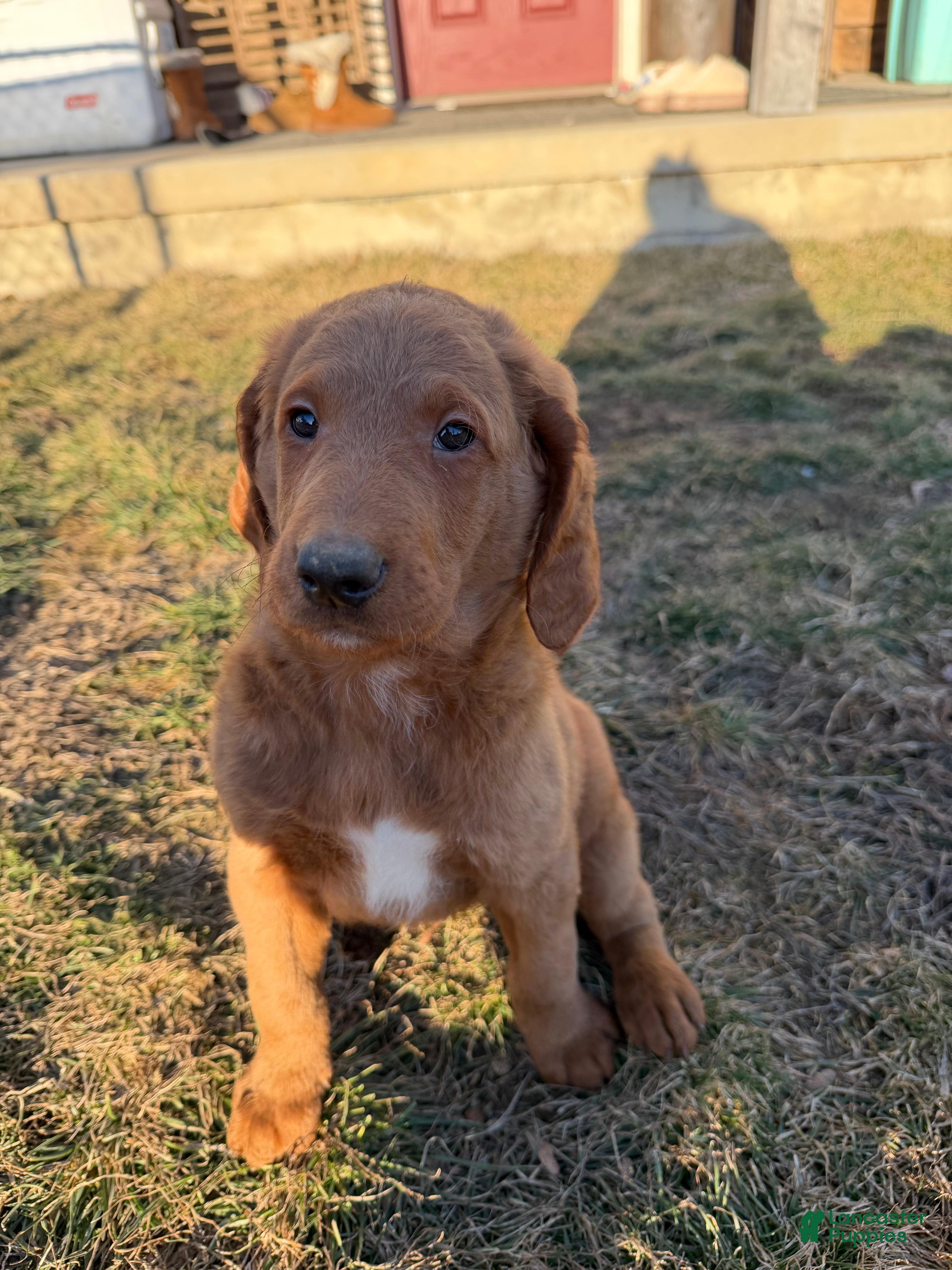 Labradoodle dogs Labradoodle Dark Green - Ad 29