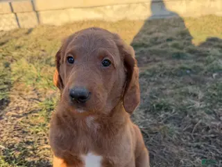 Labradoodle dogs Labradoodle Dark Green - Ad 29