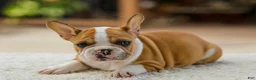French Bulldog dogs for sale: Oasis – Fawn/White - Ad 1