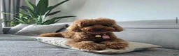 Toy Poodle dogs for sale: Roy - Ad 5