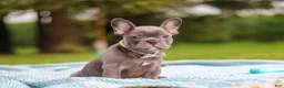 French Bulldog dogs for sale: Ollie - Ad 9