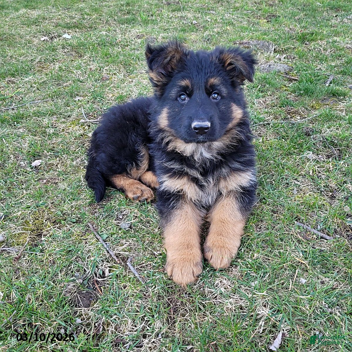 German Shepherd dogs King - Ad 1