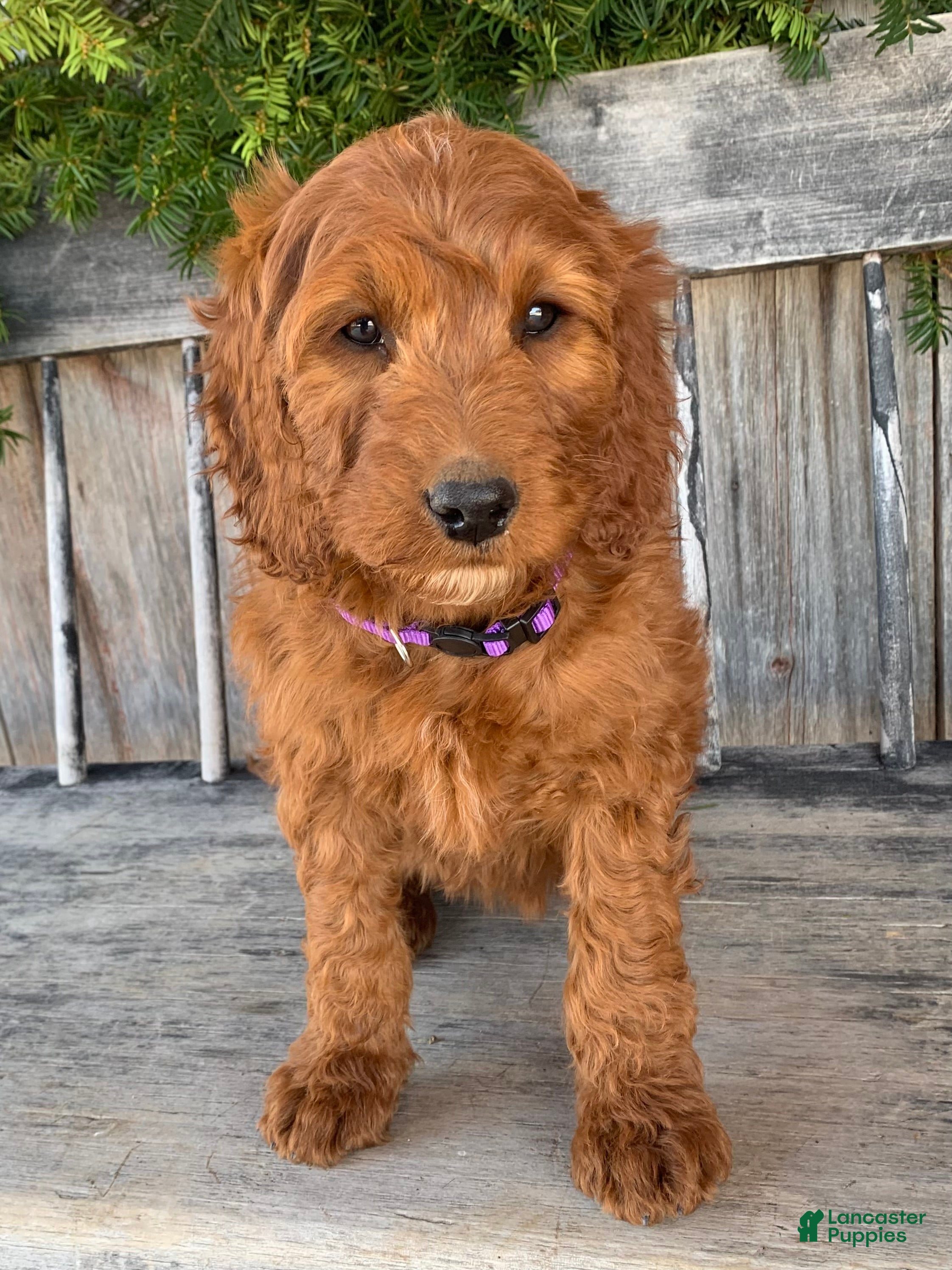 Irish Doodle dogs Lily - Ad 2