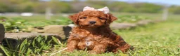 Mini Goldendoodle dogs for sale: Ruby - Ad 3