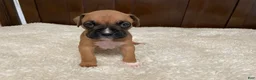 Boxer dogs for sale: Jax - Ad 13