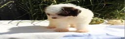 Miniature Poodle dogs for sale: Smokey - Ad 9