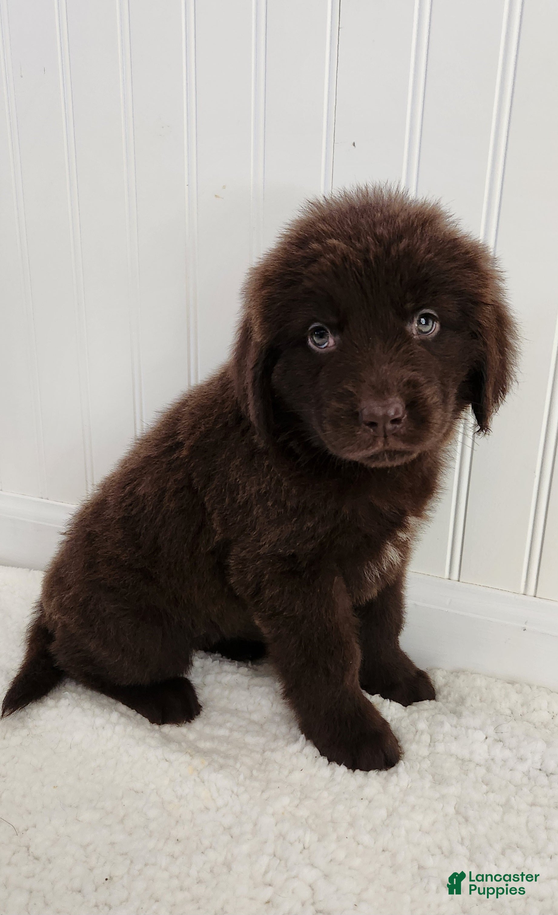 Newfoundland dogs for sale: Elise - Ad 1