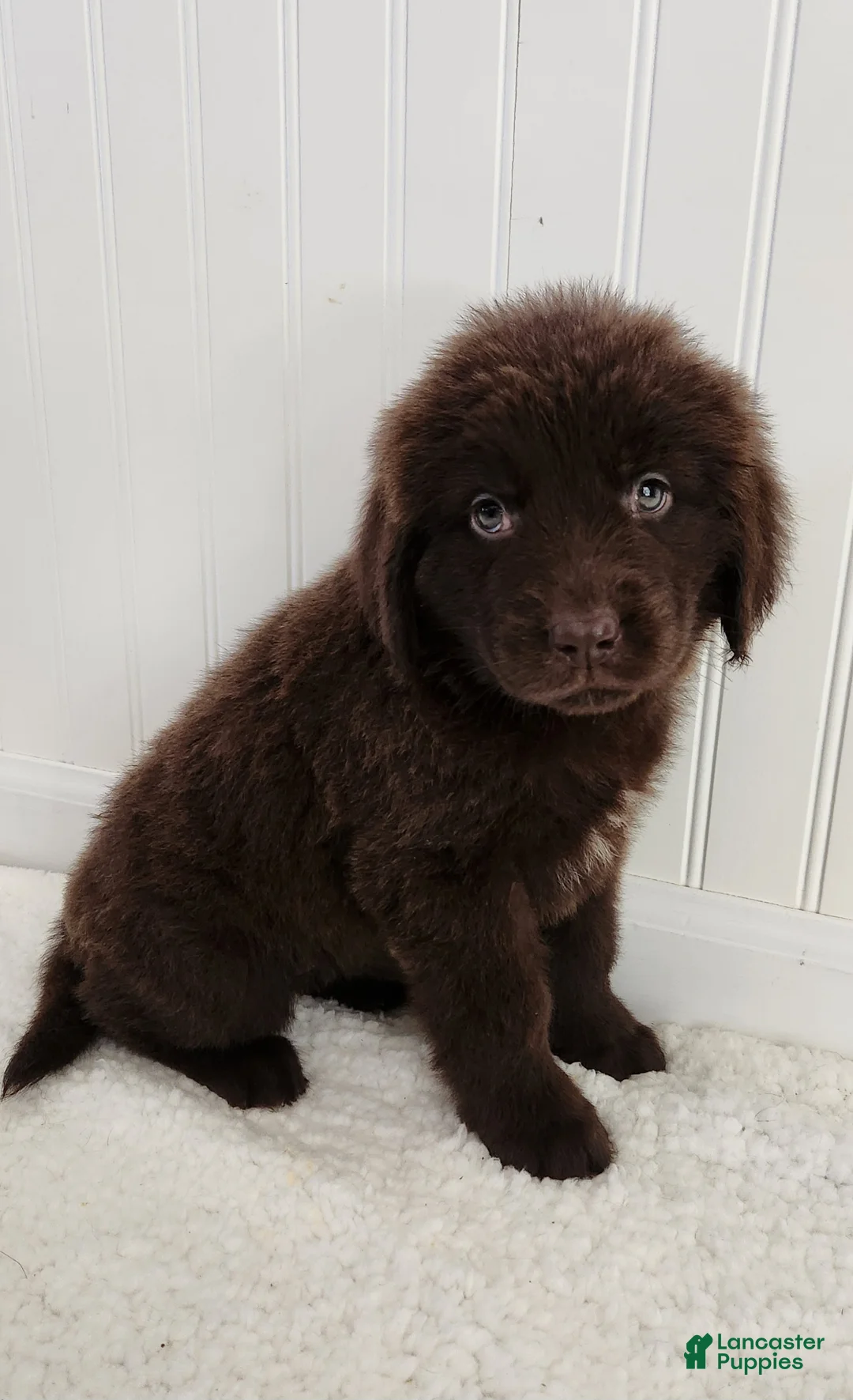 Newfoundland dogs for sale: Elise - Ad 1
