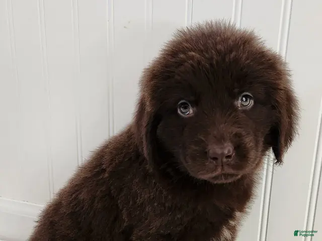 Newfoundland dogs for sale: Elise - Ad 1