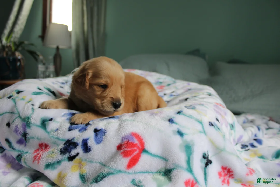 Golden Retriever dogs for sale: Golden Retriever Puppy 8 - Ad 1