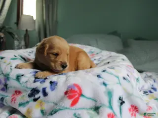 Golden Retriever dogs for sale: Golden Retriever Puppy 8 - Ad 2