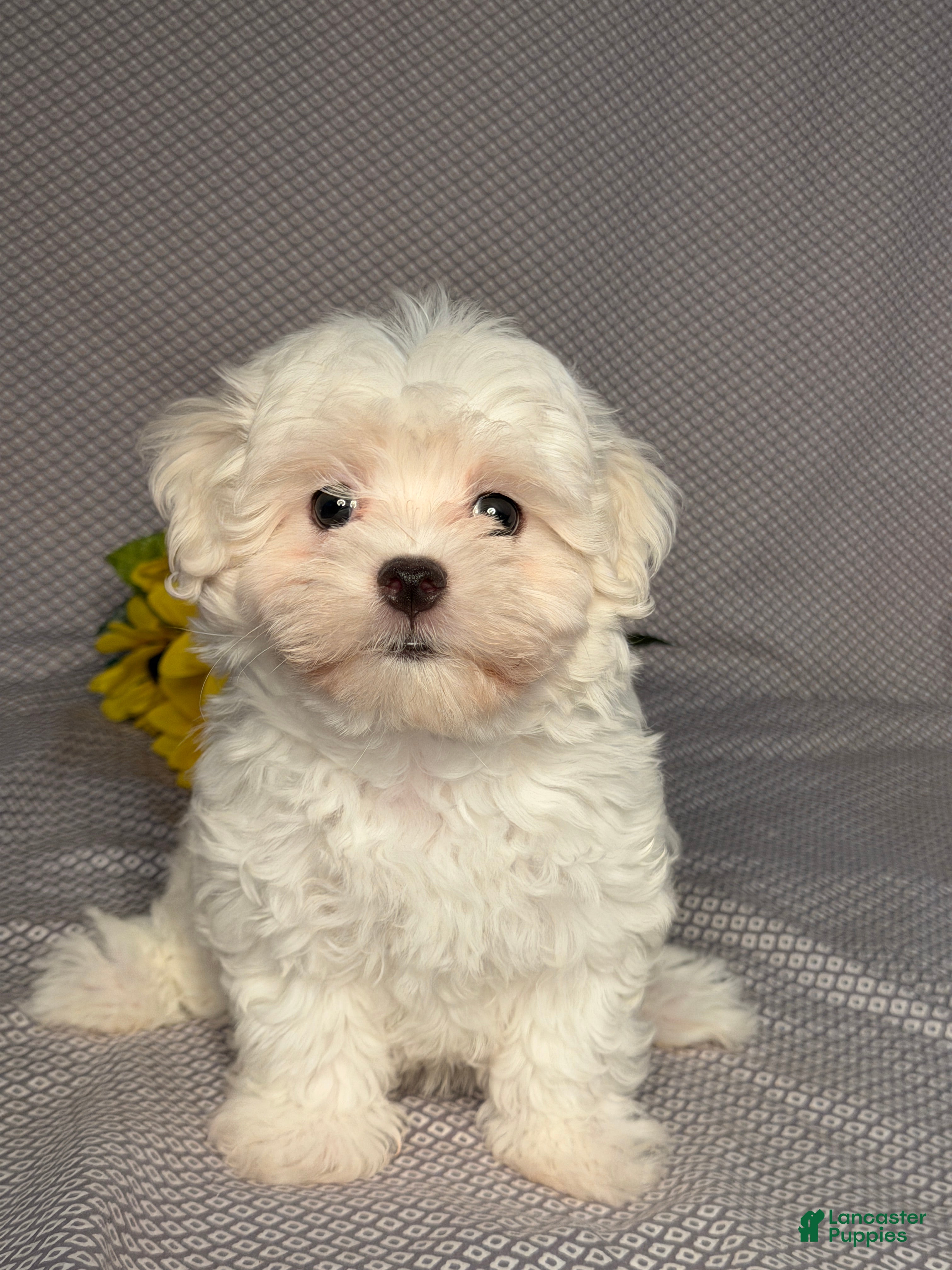Maltese dogs Nick - Ad 1